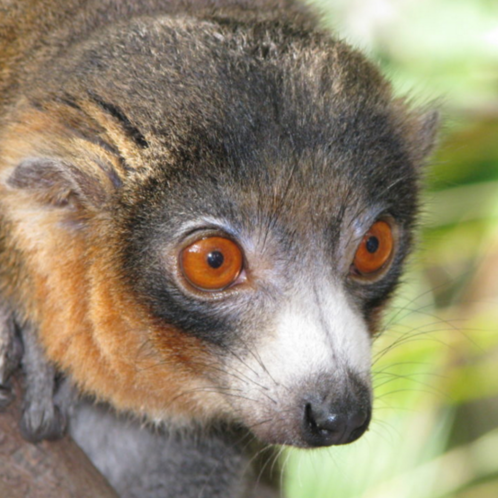 Lémurien de Madagascar